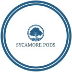 Sycamore Pods